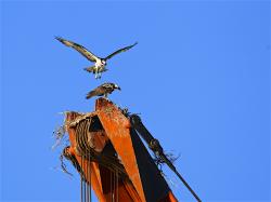 This osprey on the crane has been trying to attract a mate all summer. Thought he had one here. She circled around a few days in a row but have not seen her since. Poor guy. He is trying.